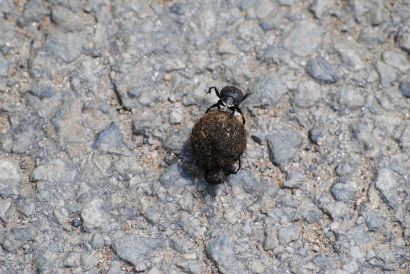 dung beetle nature