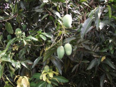the-mango-tree-972626__480
